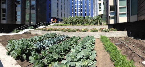 Rows of lettuce in urban farm