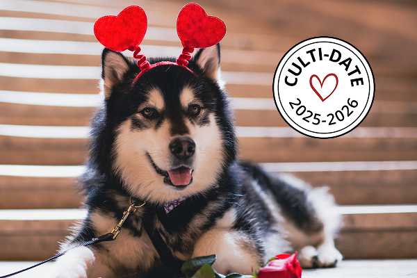 Dubs wearing a Valentine's Day themed headband